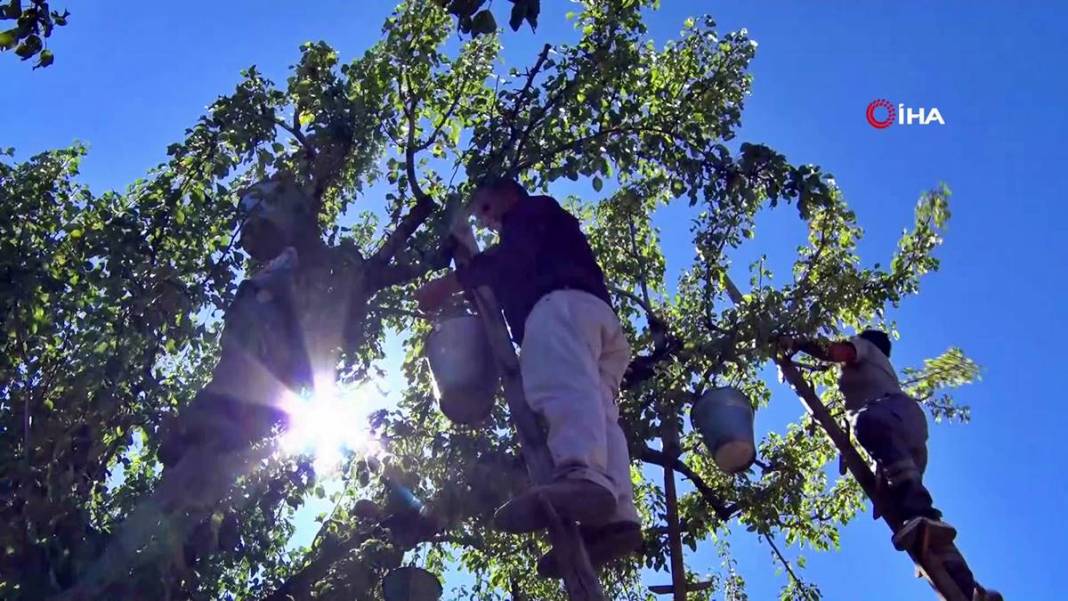 Aylarca depolarda bekletildi: Şimdi tezgahları süsleyecek! Ankara armudunun ilginç yolculuğu şaşırttı 16